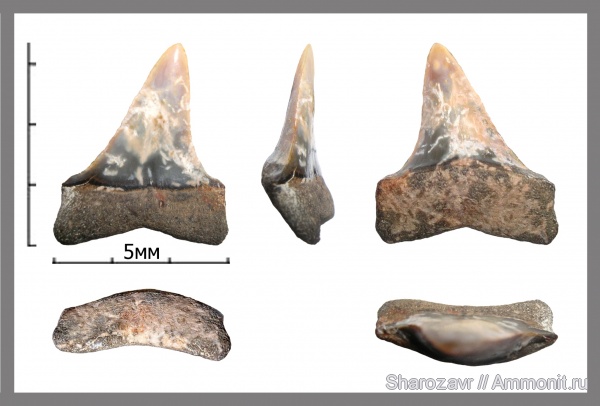эоцен, зубы акул, верхний эоцен, Macrorhizodus, Волгоград, Upper Eocene, shark teeth