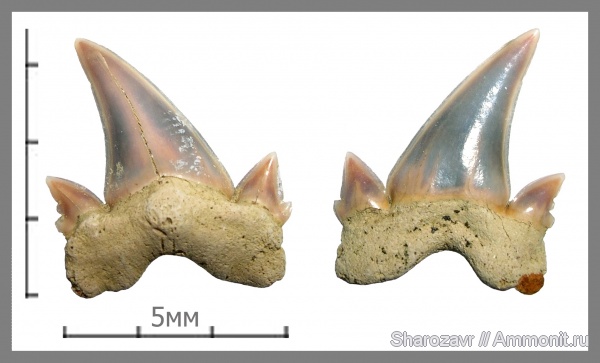 маастрихт, зубы акул, Cretalamna appendiculata, Волгоград, Maastrichtian, Cretolamna arambourgi