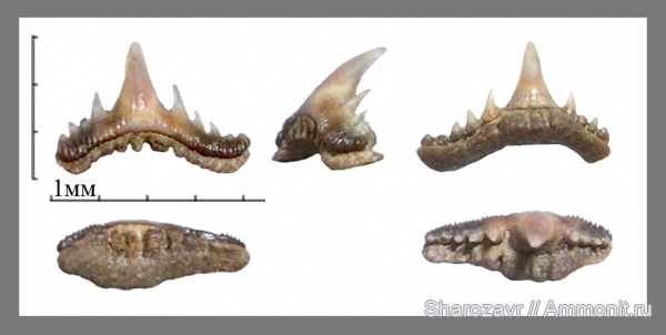 рыбы, акулы, зубы акул, Synechodus, Волгоград, fish, shark teeth, sharks, Synechodus faxensis