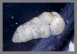 Foraminifera-51