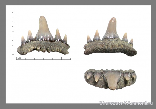 рыбы, зубы, зубы акул, Paraorthacodus, кампан, Волгоград, Campanian, fish, teeth, shark teeth