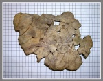 Фрагмент пластрона маастрихтской черепахи.