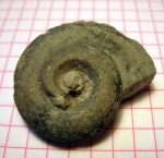 Брюхоногий моллюск (ядро) (I)