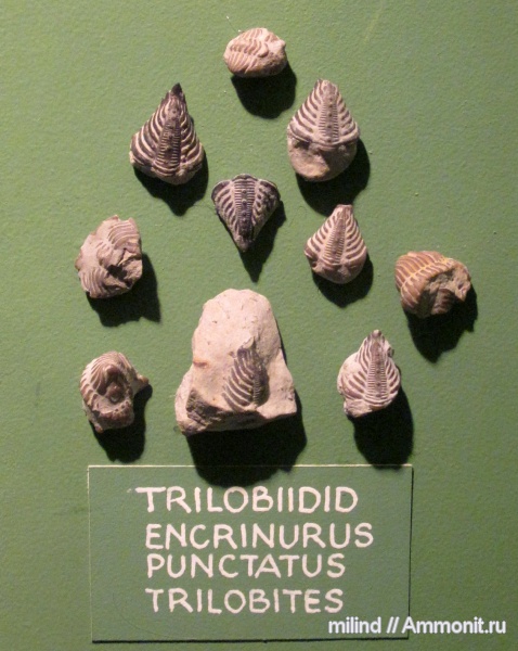 трилобиты, членистоногие, Encrinurus, encrinurus punctatus