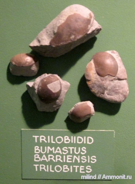 трилобиты, членистоногие, Bumastus, bumastus barriensis