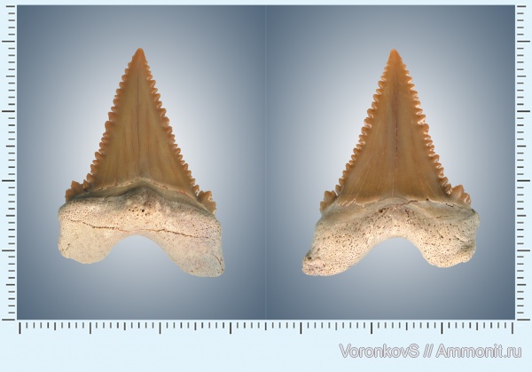 палеоцен, Марокко, зубы акул, Palaeocarcharodon, Palaeocarcharodon orientalis, shark teeth
