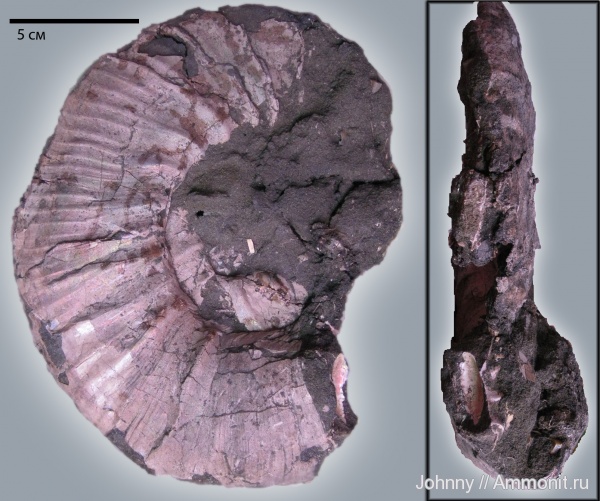 аммониты, макроконхи, Subcraspedites, Ammonites, зона Kachpurites fulgens, Craspeditidae, Macroconchs, Swinnertonia