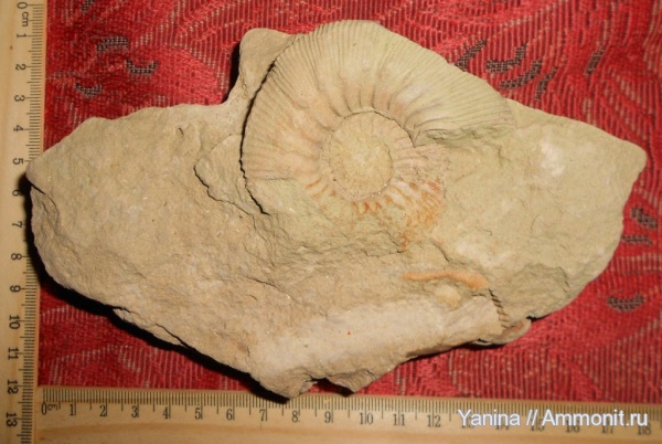 аммониты, головоногие моллюски, Kepplerites, Ammonites, Kepplerites indigestus