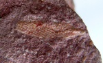 Psammolepididae