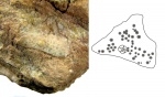 Следы поселения неизвестных организмов и холдфаст морской лилии на фрагменте трилобита (?)