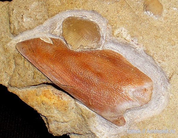 Theodossia, плакодермы, Spiriferida, Theodossiidae, Theodossia evlanensis
