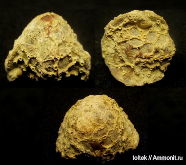 Aulopora, Atrypa, Atrypida, обрастание, Auloporida, encrustation of brachiopods, Epizoans, Поселения кораллов на створках брахиопод