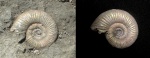 Binatisphinctes в родной глине, ставшей своей за миллионы лет