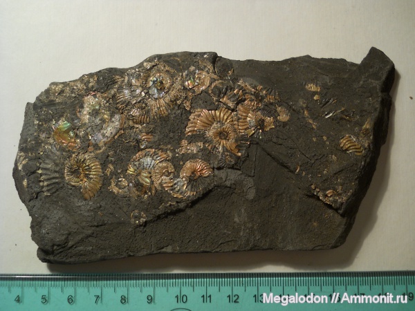 аммониты, мел, гетероморфные аммониты, Deshayesites, Aconeceras, Ammonites, Балаково, Aptian, Cretaceous, heteromorph ammonites