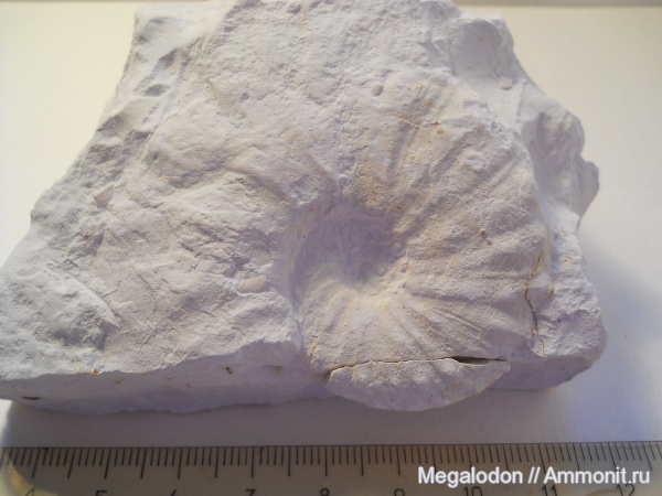 аммониты, моллюски, мел, маастрихт, Ammonites, Scaphitidae, Вольск, Acanthoscaphites, Maastrichtian, Cretaceous