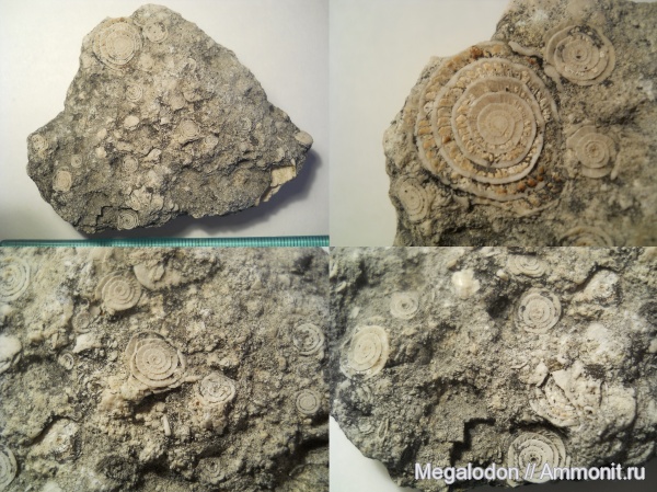 палеоген, простейшие, фораминиферы, Казахстан, Nummulites