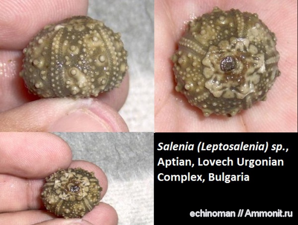 морские ежи, нижний мел, Болгария, Salenia, Leptosalenia, Lower Cretaceous