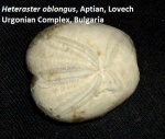 Heteraster oblongus, Aptian, Lovech Urgonian complex, Bulgaria