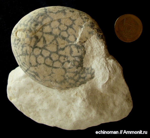 верхний мел, Echinocorys, кампан, Болгария, Echinocorys conoidea, Campanian, Upper Cretaceous
