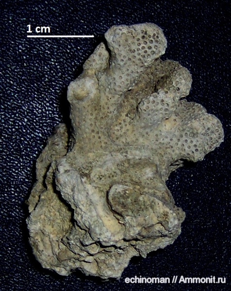 кораллы, миоцен, Болгария, Scleractinia, Stylophora subreticulata, Stylophora