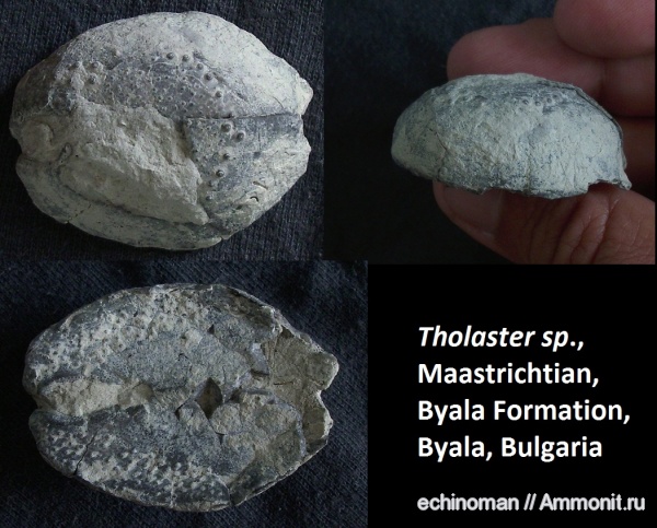 морские ежи, верхний мел, Болгария, Tholaster, Upper Cretaceous