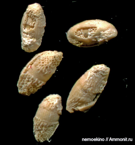 фораминиферы, палеозойская эра, Fusulinida, Foraminifera, Сызрань