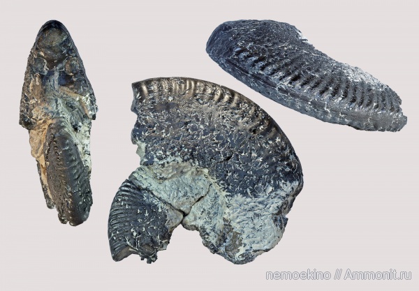 аммониты, кимеридж, Aulacostephanus, Ammonites, Сызрань, Aulacostephanidae, Aulacostephanus jasonoides, Kimmeridgian, Upper Jurassic