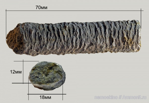 мел, Самарская область, ихнофоссилии, Spongeliomorpha, Cretaceous