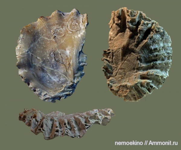 мел, двустворчатые моллюски, Самарская область, Lopha, Ostreidae, Cretaceous