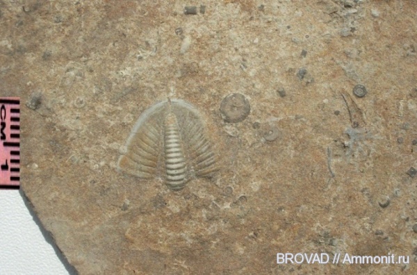 Trilobita, Arthropoda