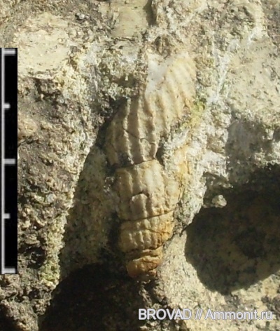 Gastropoda, mollusca, Perissoptera emarginulata