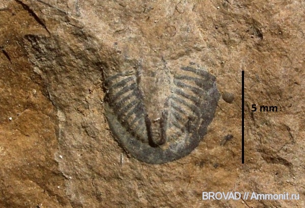 Trilobita, Arthropoda, polymera