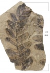 Neuropteris gigantea f. lingua (Bertr.) Nov.