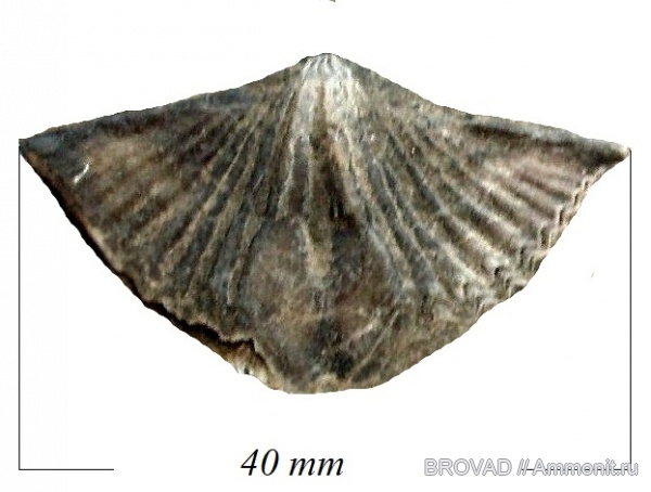 brachiopoda, Articulata, Brachythyrina subcarnicus