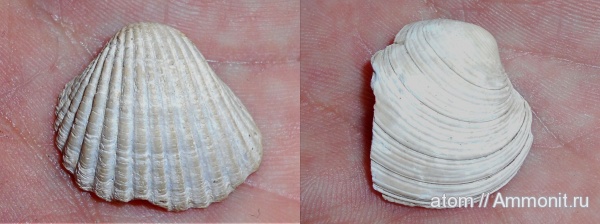 двустворчатые моллюски, Саратовская область, Cardium, Aktschagylia subcaspia