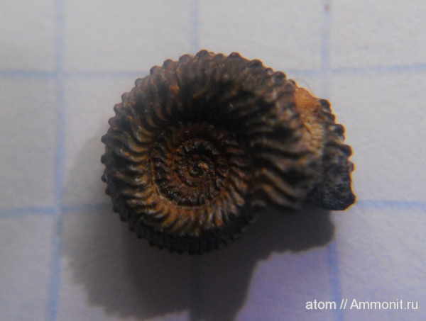 аммониты, Kosmoceras, Саратовская область, Ammonites, Kosmoceras tschernischewi