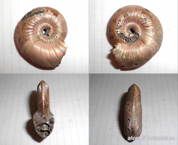 аммониты, Quenstedtoceras, Дубки, Ammonites, Quenstedtoceras brasili