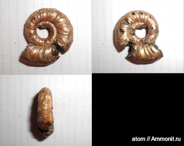 аммониты, Mirosphinctes, Дубки, Саратовская область, Ammonites, Aspidoceratidae, parabolae