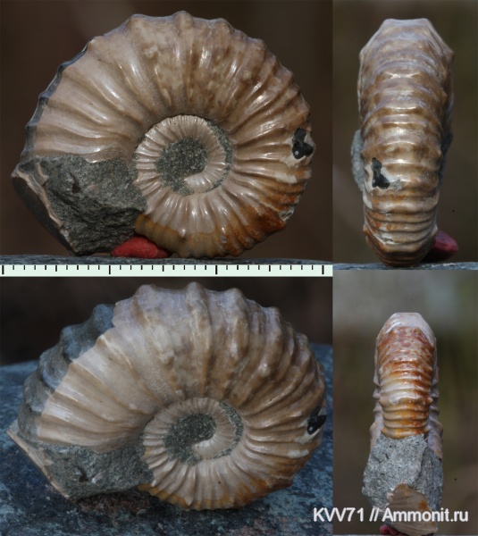 Matheronites, Hemihoplitidae