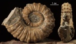 Молодой Ammonitoceras