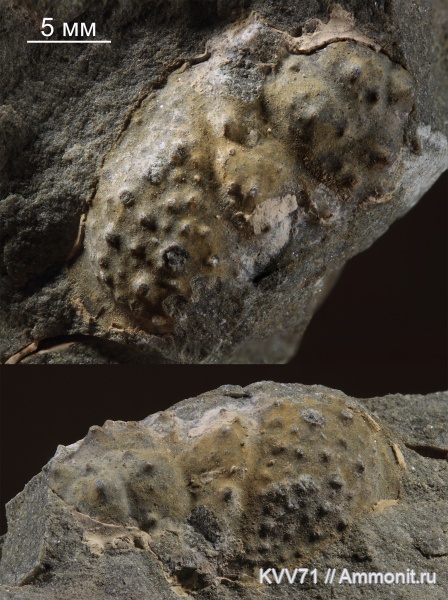 крабы, Prosopidae, Dynomeniformia