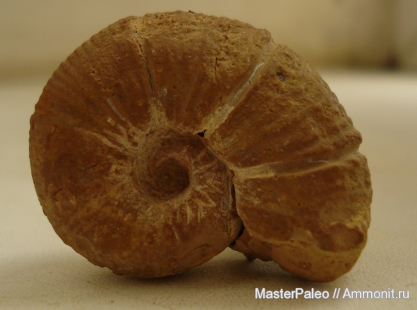 аммониты, Крым, нижний баррем, Ammonites, Spitidiscus