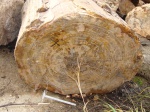 Окаменелое дерево из Мадагаскара 4