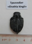 Трилобит "Elrathia kingii"