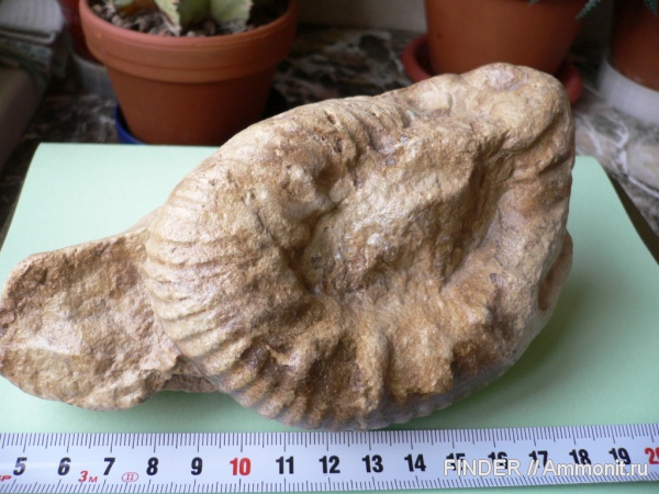 аммониты, Ammonites, Malbosiceras