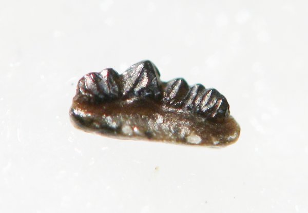 Protacrodus, Protacrodontidae, Euselachii
