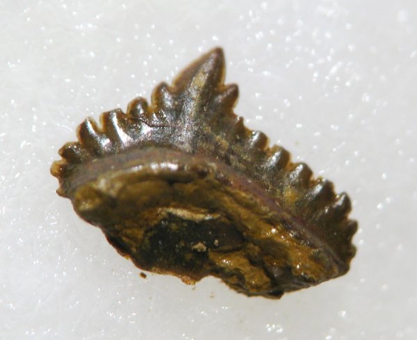 Petalodontiformes, Harpacodus