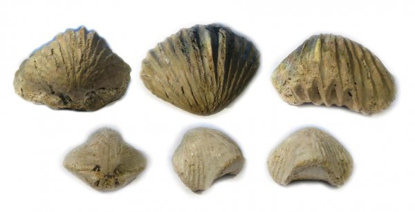берриас, Praecyclothyris, Rhynchonellida, Septaliphoria, Berriasian