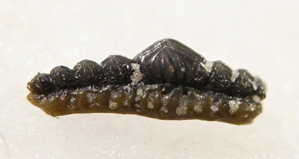 Euselachii, Mesodmodus, Hybodontiformes