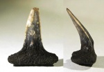 Передний зуб Sphenodus stschurowskii